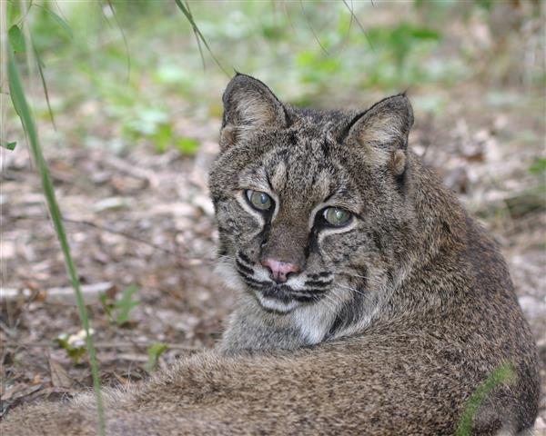 Bobcat